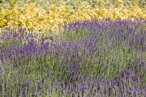 Fototapeta Naklejka Na Ścianę i Meble -   the flourishing lavender and oregano in the background