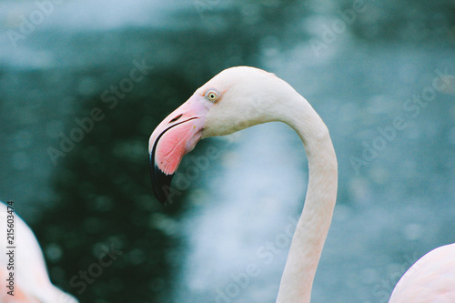 Pink flamingo, closeup, color toned