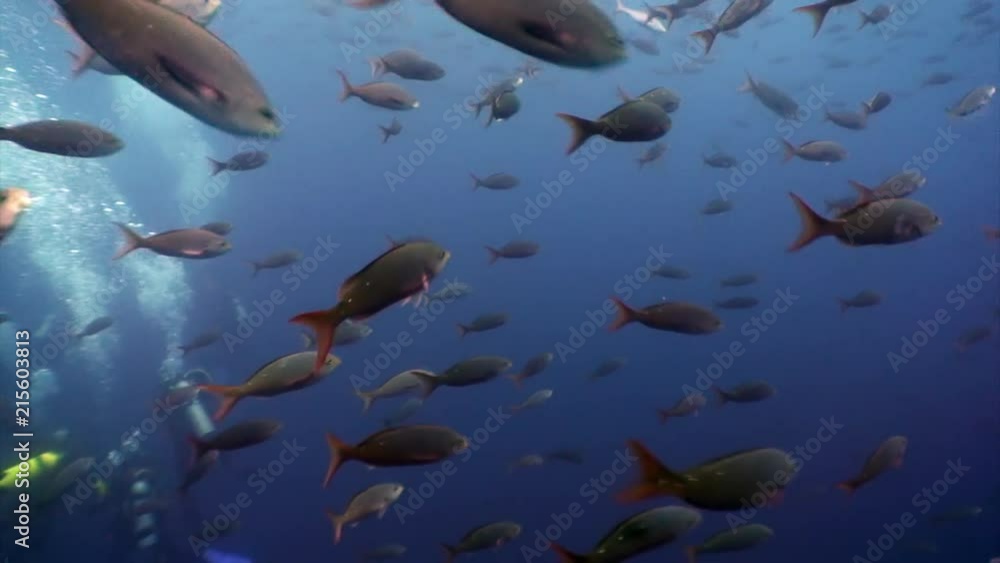Divers and school of fish underwater lagoon of ocean on Galapagos. Amazing life of tropical nature world in blue water. Scuba diving. Divers and school of fish underwater lagoon of ocean on Galapagos. Amazing life of tropical nature world in blue water. Scuba diving.