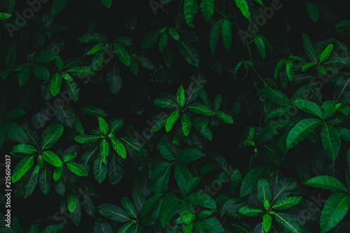 Dark botanical background tropical leaves  faded