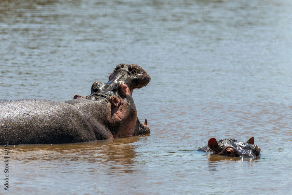 Hippo (Hippopotamus amphibius) in the river Hippo (Hippopotamus amphibius) in the river