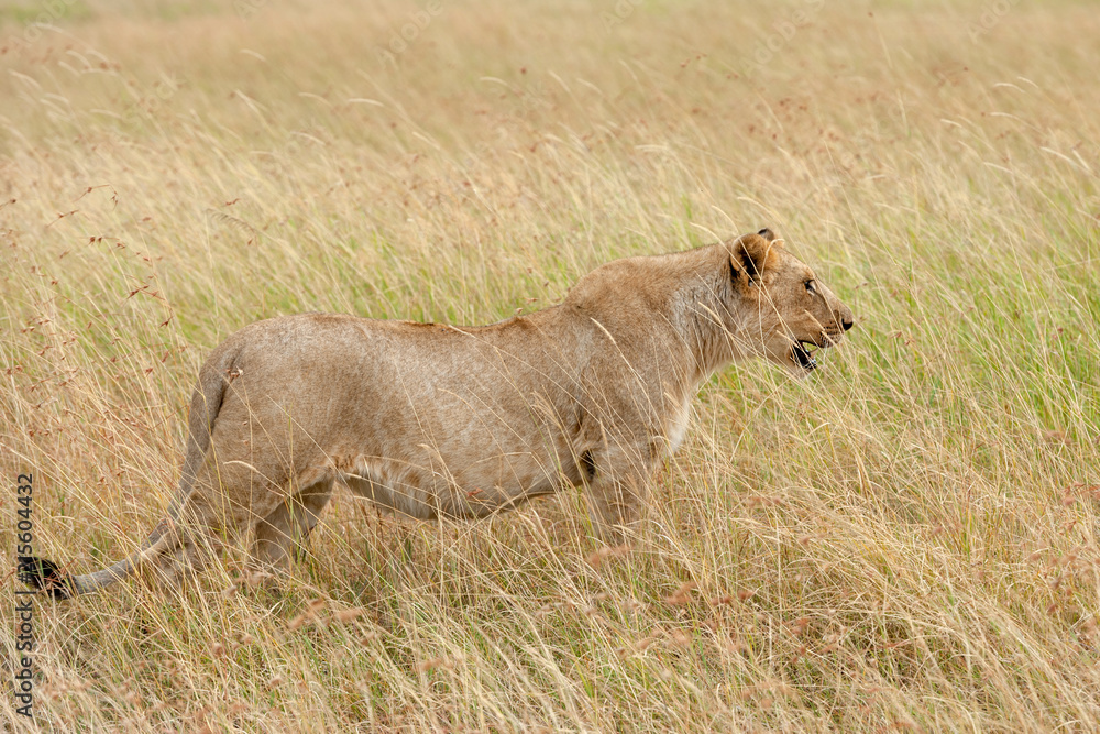 Lion in National park of Kenya Lion in National park of Kenya