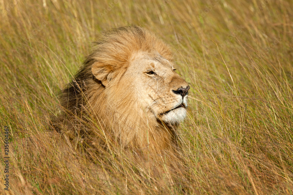 Fototapeta premium Lion male in National park of Kenya