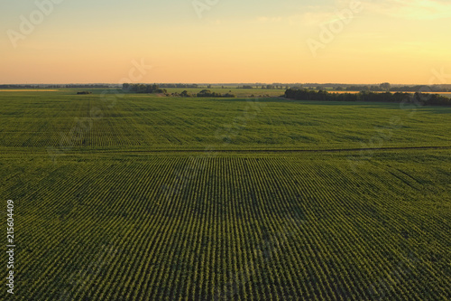 Aerial view over rows of plants at the agricultural fields during sunset on a sunny summer day. Kyiv region, Ukraine