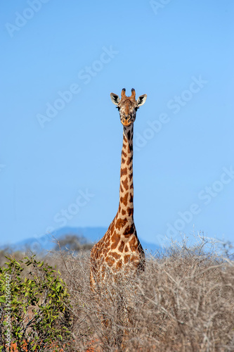 Photography Giraffe in National park of Kenya