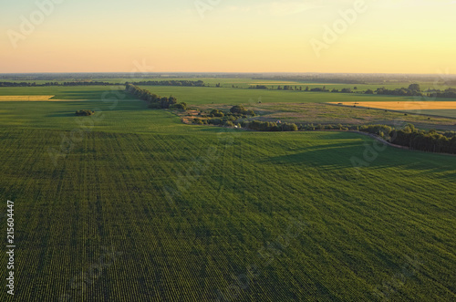 Aerial view over rows of plants at the agricultural fields during sunset on a sunny summer day. Kyiv region, Ukraine