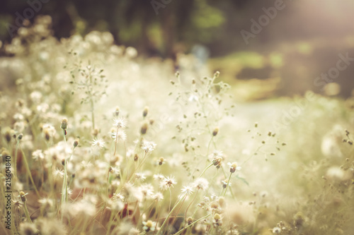 Vintage photo of nature background with wild flowers.