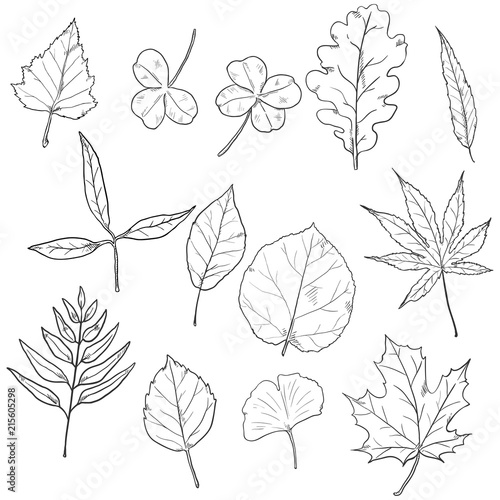Vector Set of Sketch Tree Leaves.