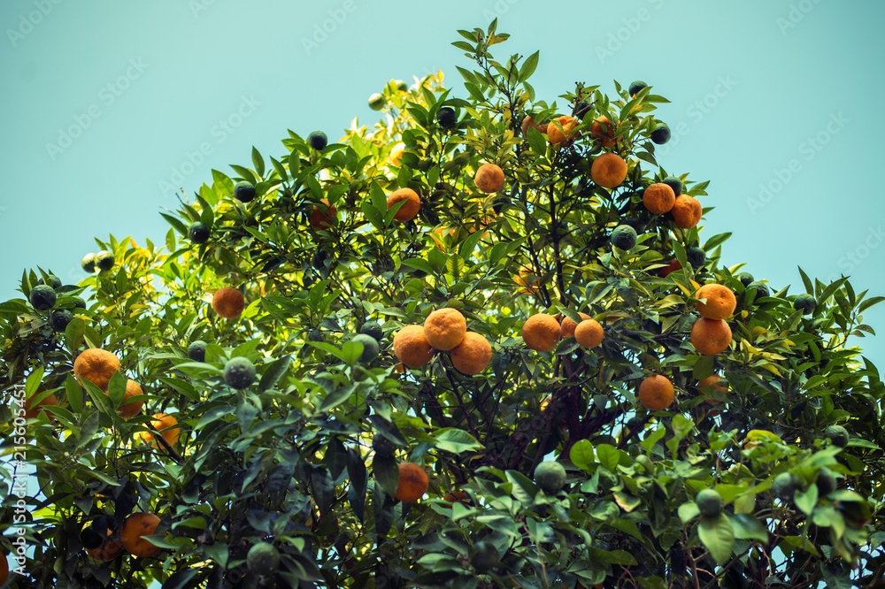 Tree full of oranges in summertime