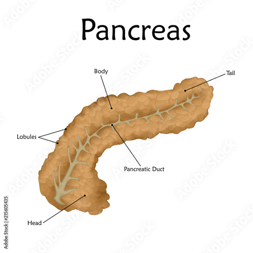 Pancreas with a description. Anatomy realistic vector illustration. White background.