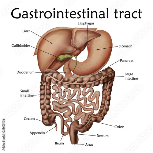 Human gastrointestinal tract with a description. Anatomy vector realistic illustration. White background.