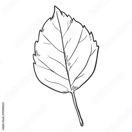 Vector Black Sketch Illustration - Leaf of Birch