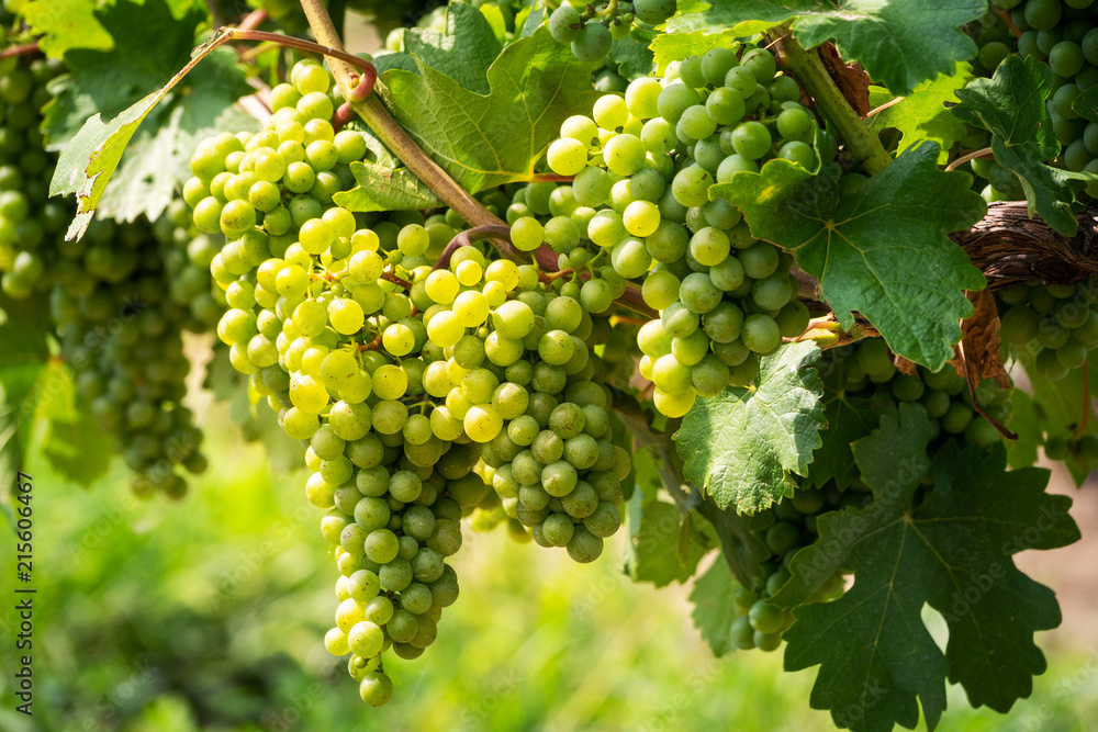Grüne Trauben auf Weinrebe