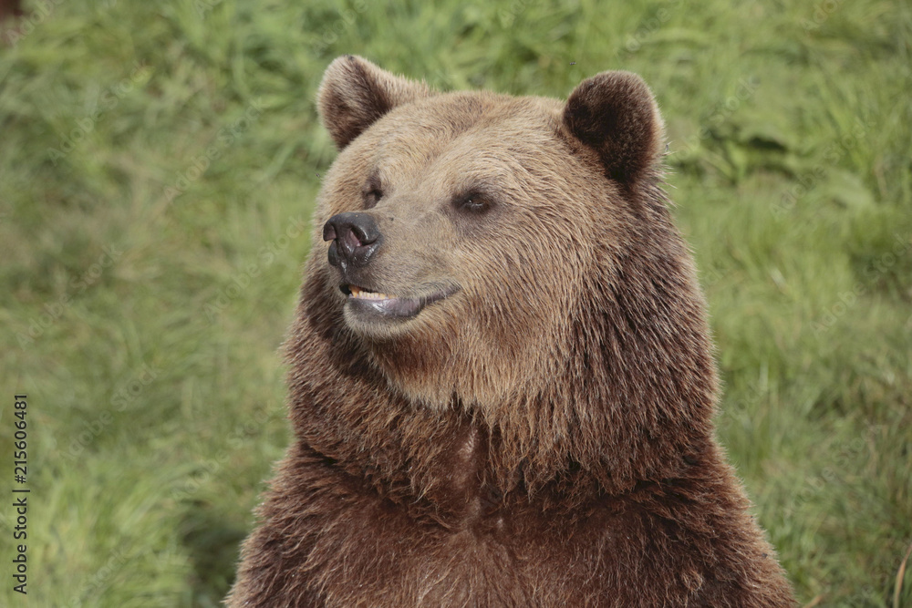 Europäischer Braunbär (Ursus arctos) Portrait