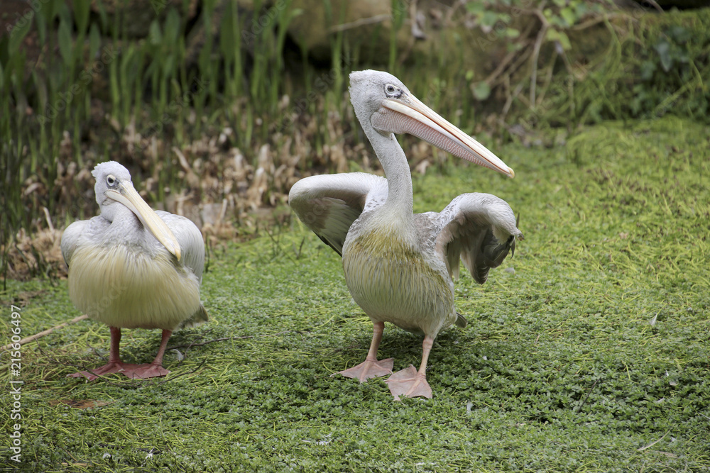 Brillenpelikan (Pelecanus conspicillatus) Brillenpelikan (Pelecanus conspicillatus)