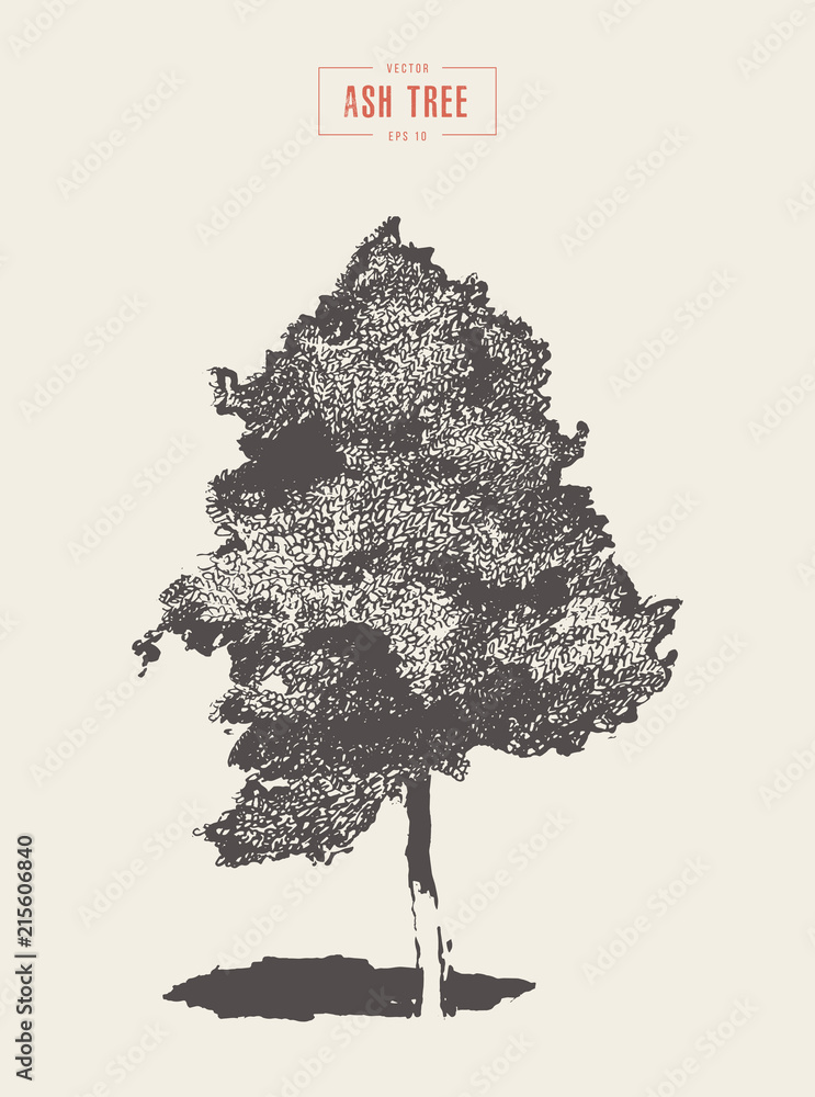Obraz premium High detail vintage illustration ash tree vector