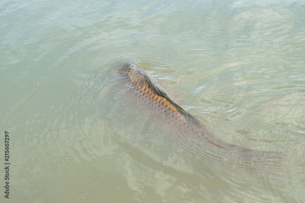 Obraz premium A big carp swimming of the surface of water breathing and looking food