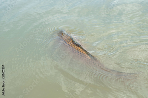 A big carp swimming of the surface of water breathing and looking food