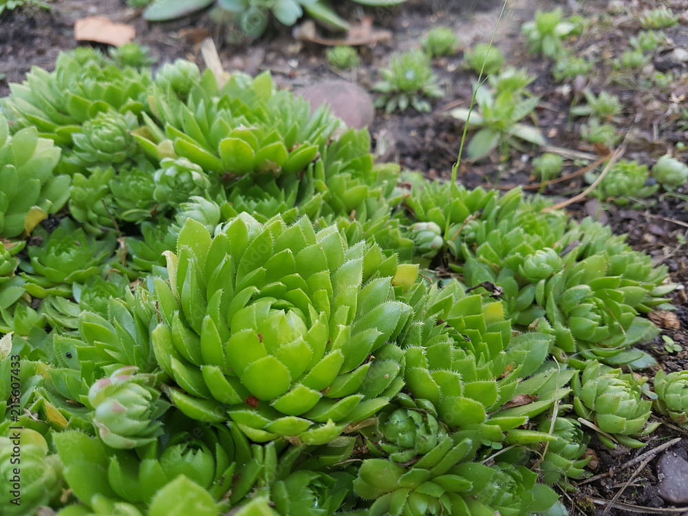 Suculent cactus plants growing naturally outside in garden Suculent cactus plants growing naturally outside in garden