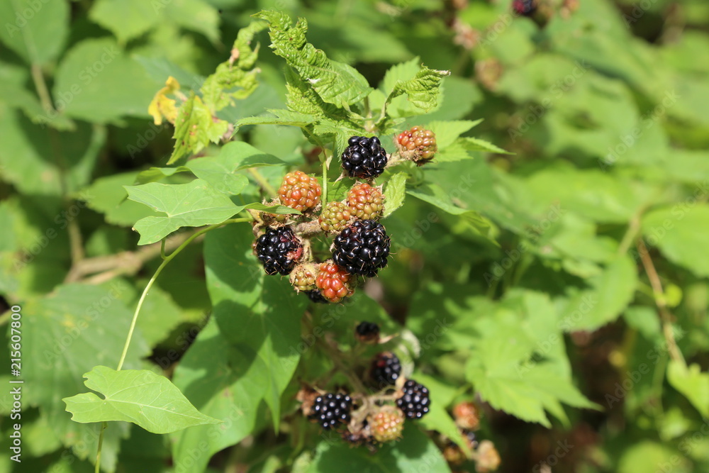 Blackberry ripens on bushes Blackberry ripens on bushes