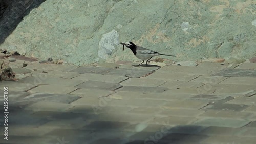 Small gray bird is walking and eating on brickland photo