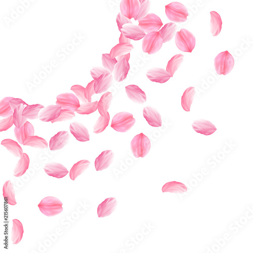 Sakura petals falling down. Romantic pink bright big flowers. Thick flying cherry petals. Left top c