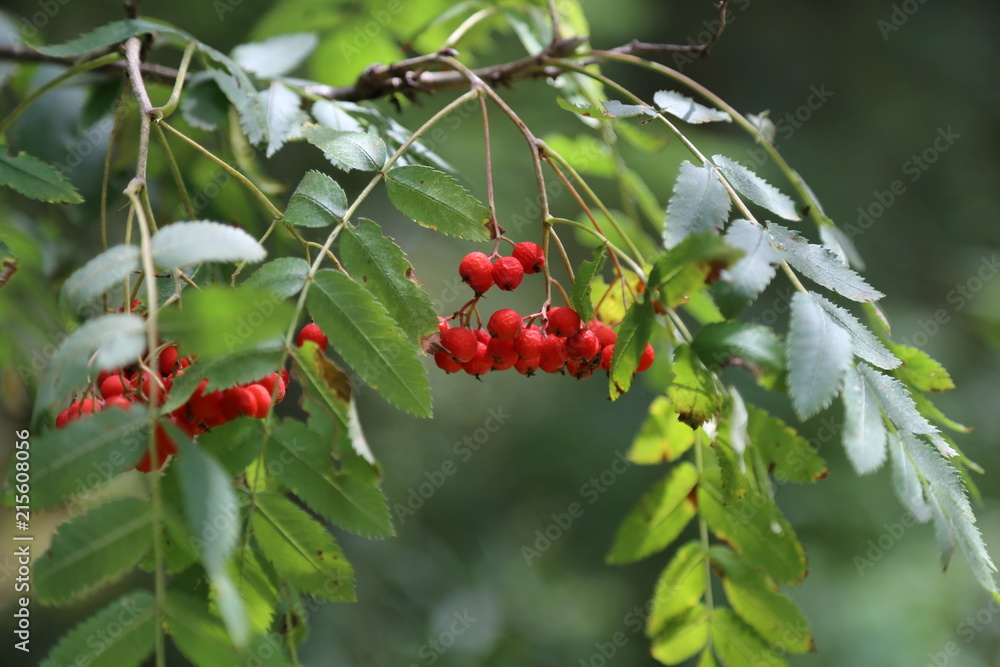 Ripe mountain ash on branches Ripe mountain ash on branches