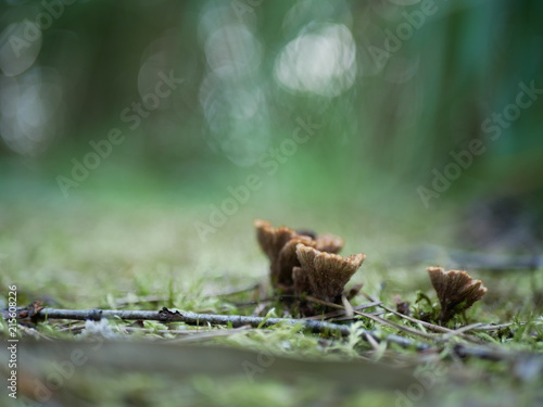 Strigani / Ukraine - July 27 2018: Mushrooms in the forest in the summer