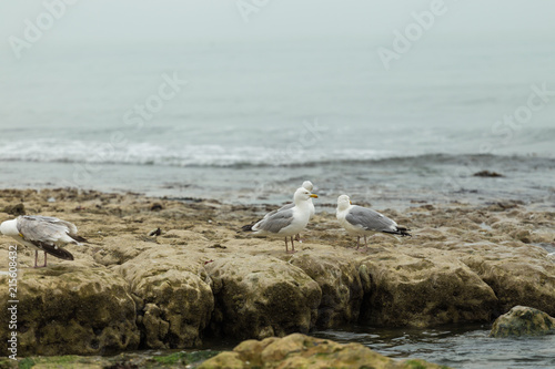 Fototapeta Naklejka Na Ścianę i Meble -  Seagulls sitting on the rocks. Herring gulls having rest on the beach at low tide in Normandy, France. Seabirds, wildlife and nature concept