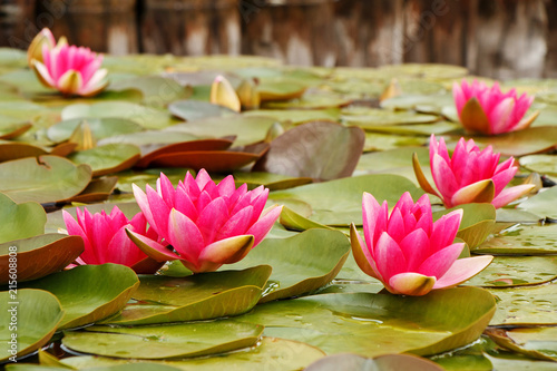 Beautiful flowering water lilies in a summer lake