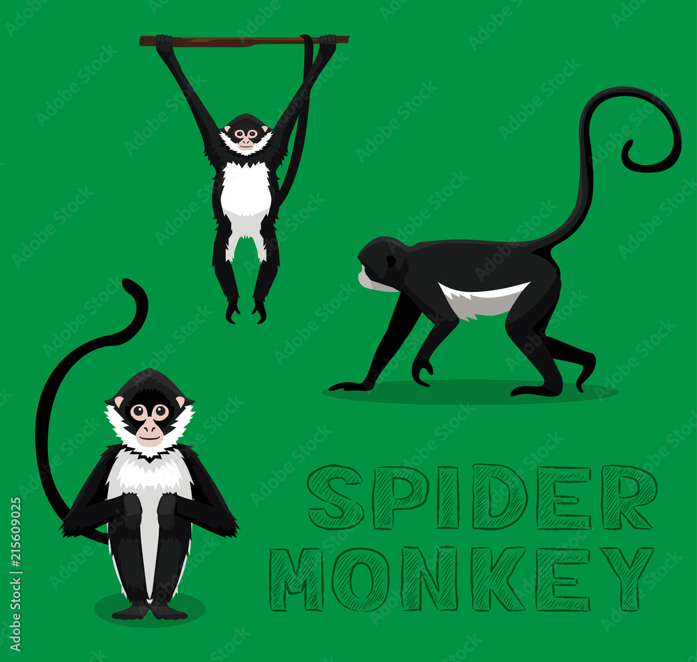 Naklejka premium Ilustracja wektorowa kreskówka pająk małpa