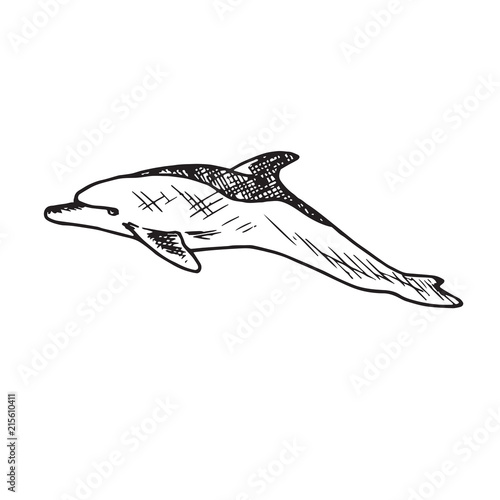 Common bottlenose dolphin, hand drawn doodle, sketch, vector outline illustration