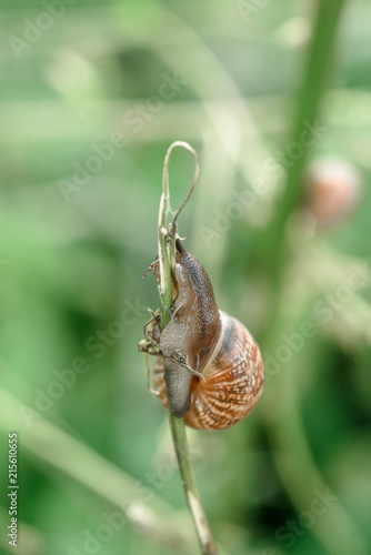 A snail on the grass stalk. Summer mood, nature and insects photo