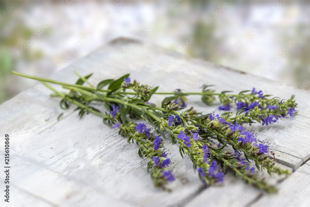 Bunch Of Hyssopus Officinalis Or Hyssop On White Wooden Plank Over bunch-of-hyssopus-officinalis-or-hyssop-on-white-wooden-plank-over