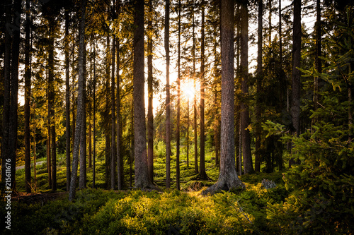 Sonne scheint durch Waldpanorama im Sommer © christophstoeckl