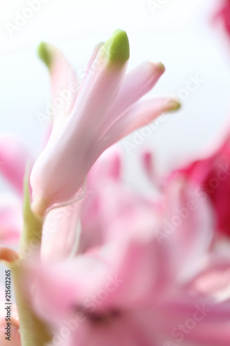 gentle pink hyacinth