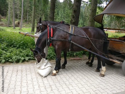 horse, animal, horses, harness, carriage, farm, brown, riding, nature, equine, equestrian, two, stallion, sport, animals, head, mammal, bridle, dressage, saddle, cart, portrait, pulling