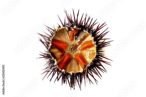 Purple sea urchin photo