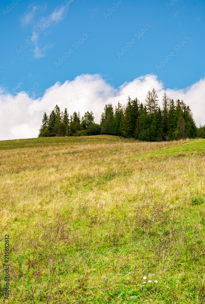 spruce woodlot on top of a hill. hillside with weathered grass in early autumn. massive cloud behind the scene. lovely nature background spruce woodlot on top of a hill. hillside with weathered grass in early autumn. massive cloud behind the scene. lovely nature background