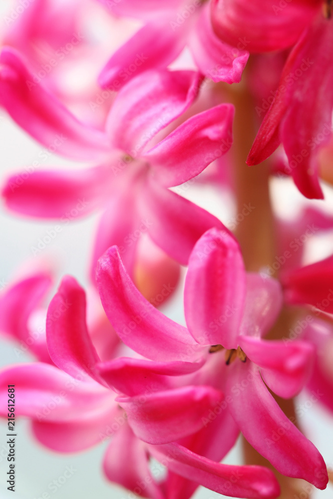 pink hyacinth