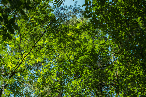 view from below on green foliage in the summer forest of Russia