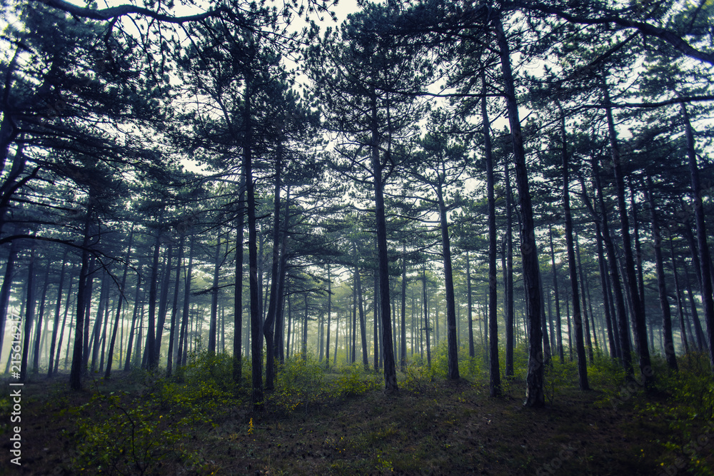 Fototapeta premium misty morning in the forest 