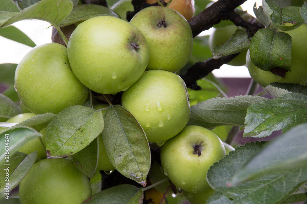 Fresh apple on a branch with drops of water after a rain Fresh apple on a branch with drops of water after a rain