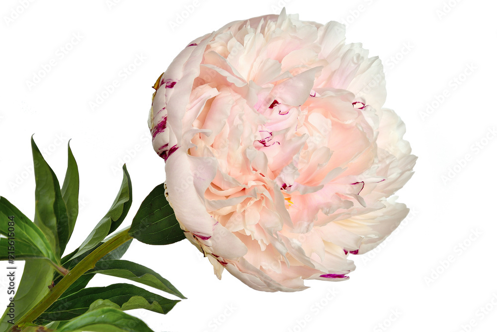 Beautiful gentle white-pink peony close up on a white background isolated Beautiful gentle white-pink peony close up on a white background isolated