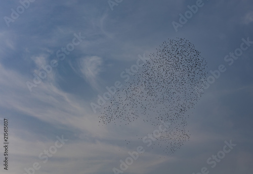 flock of birds flying in the sky 