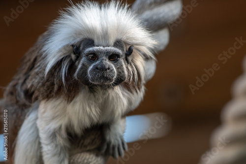 Cotton Top Tamarin 2