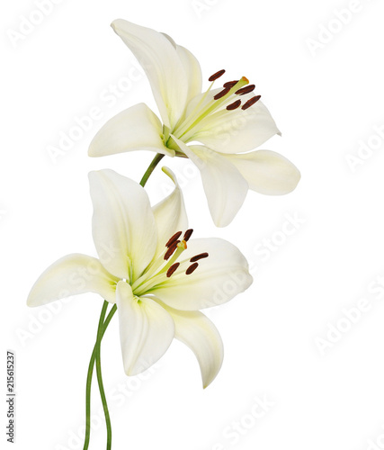 lily flower