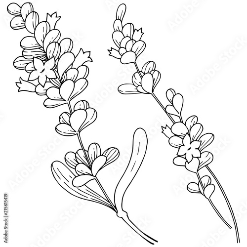 Vector lavender wildflower in a vector style isolated. Vector flower for background, texture, wrapper pattern, frame or border.