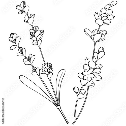 Vector lavender wildflower in a vector style isolated. Vector flower for background, texture, wrapper pattern, frame or border.