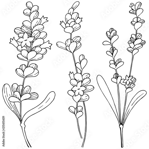Vector lavender wildflower in a vector style isolated. Vector flower for background, texture, wrapper pattern, frame or border.